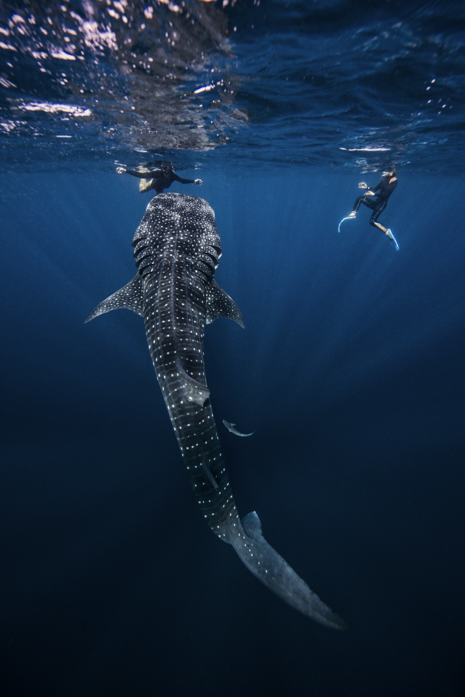 Divers swimming with Whale shark, underwater view, Cancun, Mexico